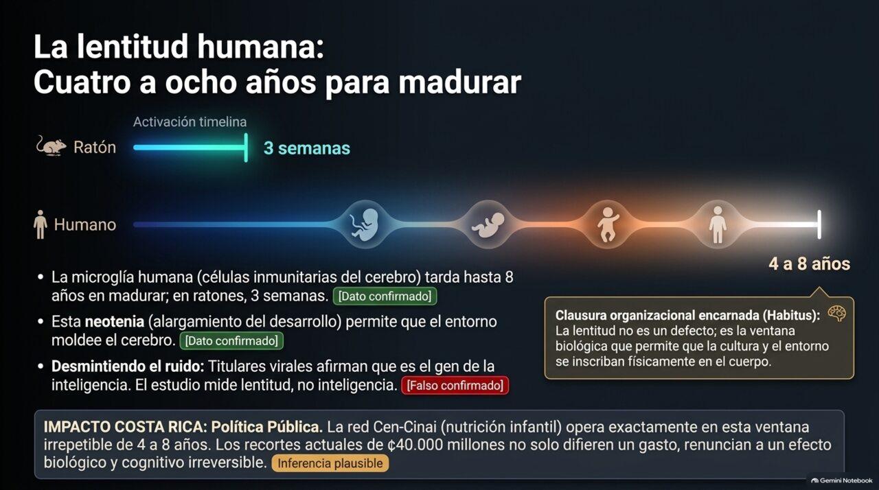 Ratón: tres semanas. Humano: de cuatro a ocho años. La ventana en que el entorno moldea el cerebro por dentro.